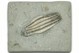 Fossil Crinoid (Parascytalocrinus) - Crawfordsville, Indiana #325635-1